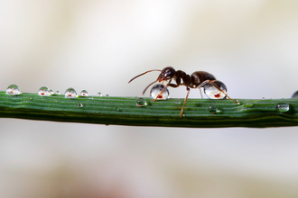 ant walking along a horizontal green stalk with beads of water
