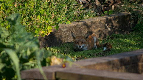 Fox at Centre for Wildlife Gardening 