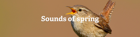 Sounds of spring on a background of a wren singing