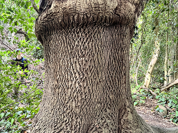 A large textured tree trunk in a woodland area