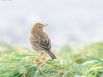 a meadow pipit stood atop of long grass