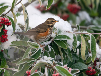 a redwing sits on a frost covered branch  surrounded by leaves and red berries