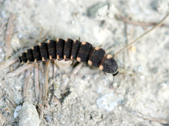 A glow-worm larva on a sandy surface. The larva has a dark body with pale dots down each side.
