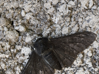 A black peppered moth