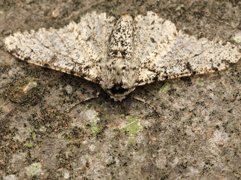a peppered moth with mottled brown and black wings