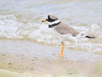 A ringed plover standing in the breaking waters of a shoreline