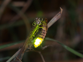 A glow-worm perched on some vegetation with its back end glowing bright yellow-green