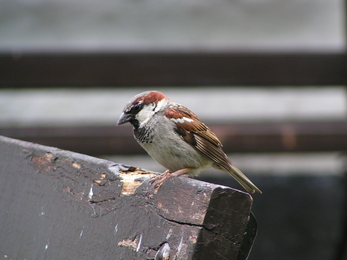 a house sparrow with brown back, pale grey front and short black beak stands on the edge of a bench