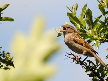 A brown house sparrow with brown back feathers and a pale brown chest stands with it's beak open clinging to a branch
