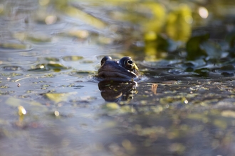 Frog in pond 