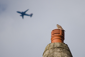 Kestrel and aeroplane over London