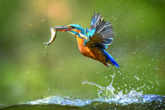 A kingfisher flying out from the water with a fish in its beak