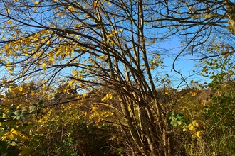 autumn hedgerow