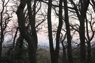 view through trees to London skyline