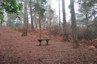 Bench at Coombe Wood Gardens 