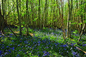 A sunny woodland with thin tree trunks and bluebells
