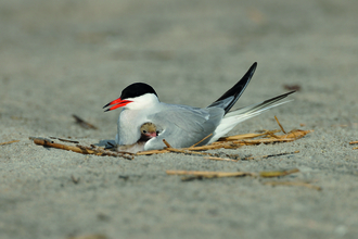 Common tern sitting on its ground nest with a chick 