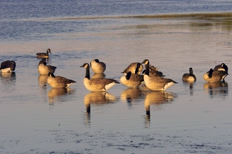 A group of Canada geese standing in shallow water
