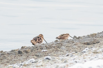 Two snipe perch on the edge of a pebbled shoreline