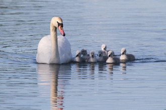 A mute swan with a group of cygnets swim in the water