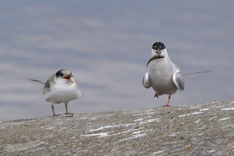 A tern holds a small chick in its beak stood next to a chick on the bank of the river