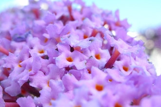 A close up of pink tight cupped buddleia flowers
