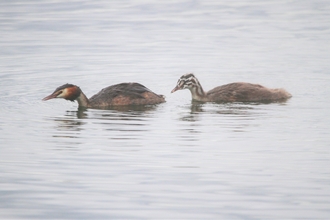 Two grebes swim behind one another on water