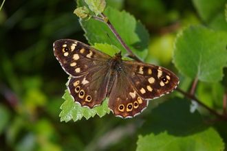 Photo of speckled wood butterfly