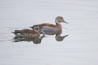 two birds on the water, the larger one has a pale white belly with orange backing and the other has a brown speckled body with a brown back