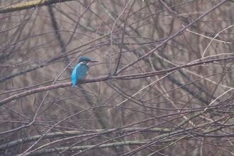 a kingfisher with a bright blue back and orange chest sits atop a branch