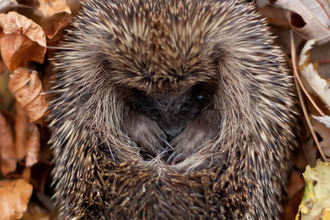 Hedgehog curled up in autumn leaves 