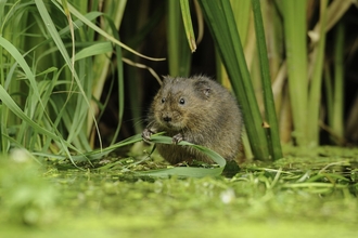 A water vole on the banks of a river