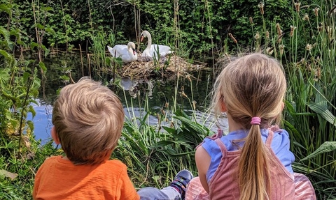 Two children looking at swans nest, surrounded by reeds, on the New River