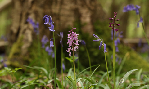 Early purple orchid in woodland setting 