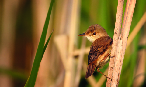 A reed warbler perched on a reed looking to its left