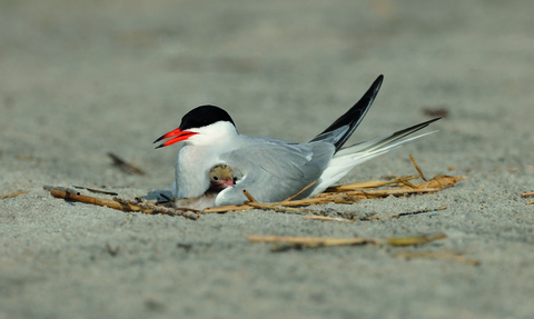 Common tern on the ground with a chick's head poking out from under its chest