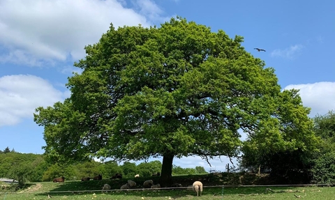 An oak tree with a wide crown in a field with green grass, and a blue sky.