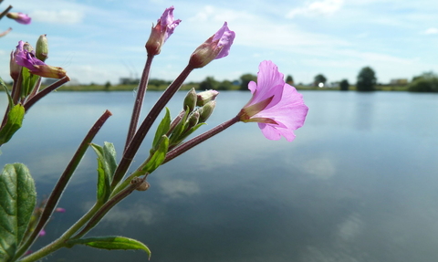 Close up of Great Willowherb flower in front of a body of water and blue sky 