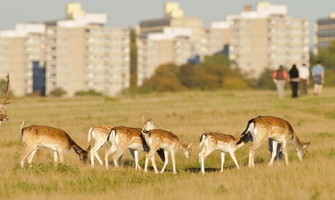 A herd of deer in front of tower blocks