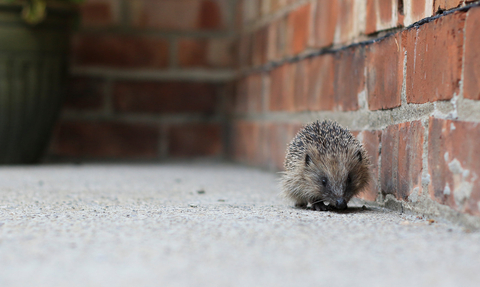 Hedgehog by wall
