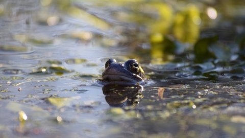 Frog in pond 