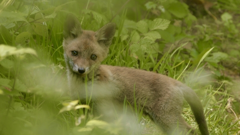 Fox cub at New Cross Gate Cutting