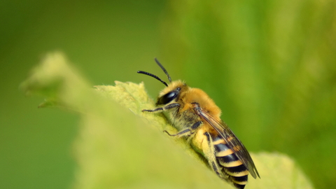 Ivy Bee at West Kent Golf Course