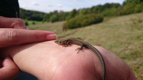 Common Lizard at West Kent Golf Course