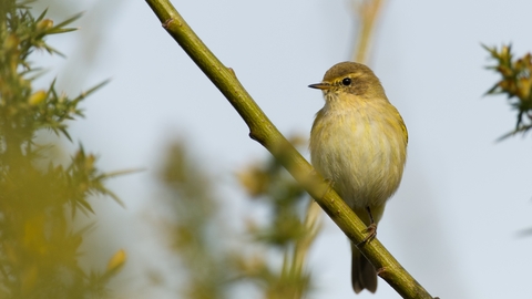 A chiffchaff sits atop a slanted branch