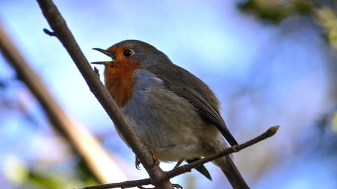 A robin singing from a branch