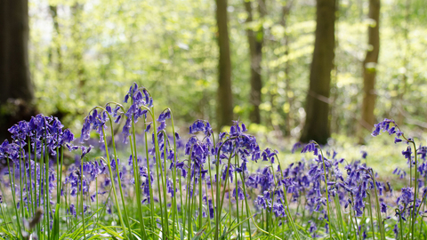 spring bluebells in a wood