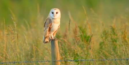 Barn owl standing on a fence post