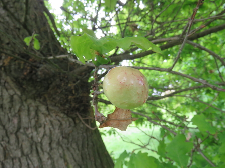 oak apple in Norwood Grove