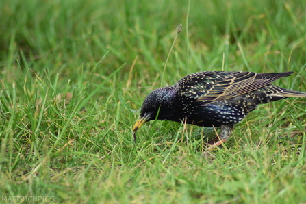 Starling in grass